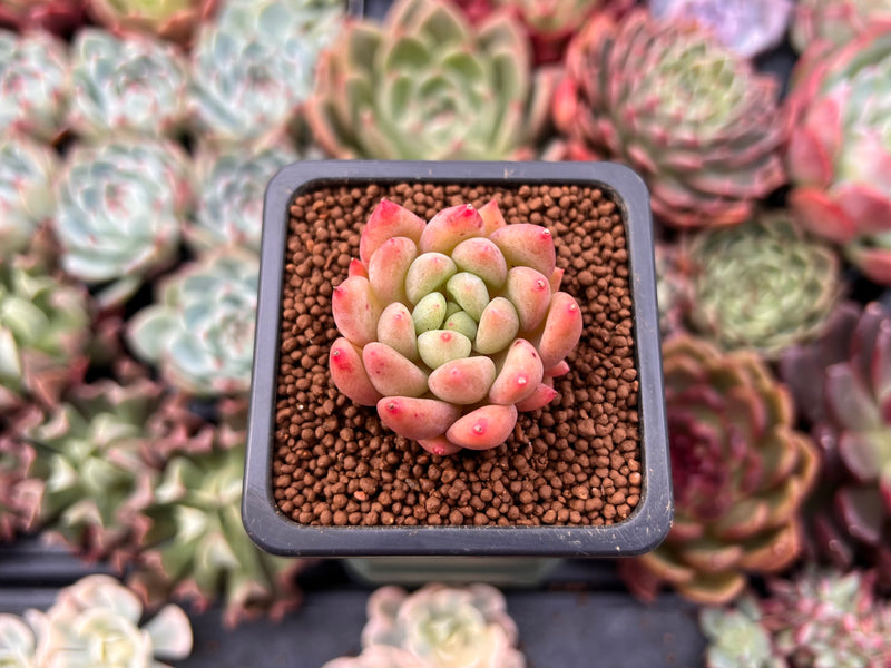 top succulent plants Echeveria 'Pink Top' 1" Succulent Plant – True Succulents Plant Co