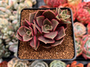 Echeveria 'Zestar' 2" Cluster Succulent Plant