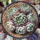 Echeveria sp. 6" Cluster Succulent Plant