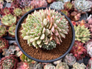 Echeveria 'Mexensis Zaragosa' 4"-5" Large Cluster Succulent Plant