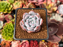 Echeveria 'Ivory' 2" Powdery Succulent Plant