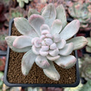 Pachyveria 'Roly Poly' Variegated 3" Succulent Plant