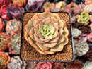 Echeveria 'Fun Queen' 2"-3" Succulent Plant