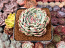 Echeveria 'Chihuahuaensis' 2"-3" Succulent Plant