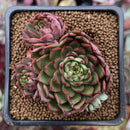 Echeveria Agavoides 'Red Bow' 2" Cluster Succulent Plant