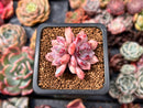 Echeveria 'Devolution' 1" Succulent Plant