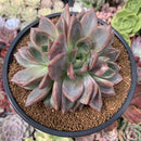 Echeveria 'Baekya' Triple Head 4"-5" Succulent Plant