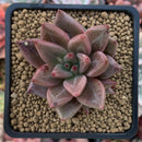 Echeveria Agavoides 'Planetary Stars' 2" Succulent Plant