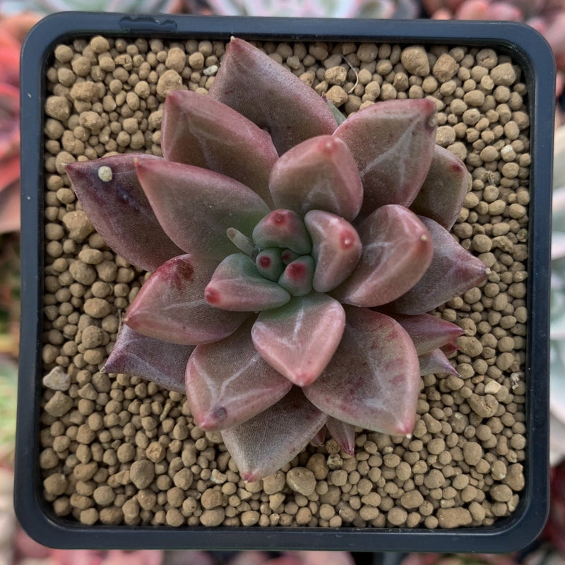 succulent planet Echeveria Agavoides 'Planetary Stars' 2" Succulent Plant – True Succulents  Plant Co