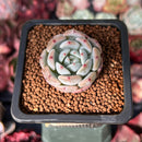 Echeveria 'Viyant' 1" Succulent Plant