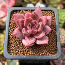 Echeveria 'Battle Angel' 1" New Hybrid Seed Grown Succulent Plant