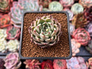 Echeveria Agavoides 'Prima' 1"-2" Succulent Plant
