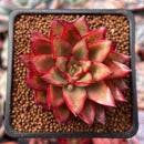 Echeveria Agavoides 'Schneider' 2"-3" New Hybrid Succulent Plant