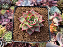 Echeveria Agavoides 'Electra' 2" Seed-grown Succulent Plant