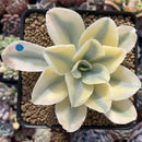Echeveria 'Japan Moon River' Variegated 3" Cutting Succulent Plant