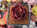 Echeveria 'Black Tan' 2" Selected Clone Succulent Plant