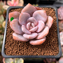 Echeveria 'Florence' 2" Succulent Plant