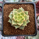 Echeveria 'Tesla' 1" Succulent Plant