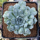 Echeveria 'Hearts Choice' 3" Succulent Plant