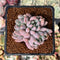 Echeveria 'Hamilton' 2" Cluster Succulent Plant