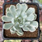 Echeveria 'Angel-In-Us' Variegated 2" Succulent Plant