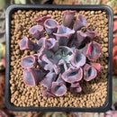 Echeveria 'Trumpet Pinky' 2" Succulent Plant