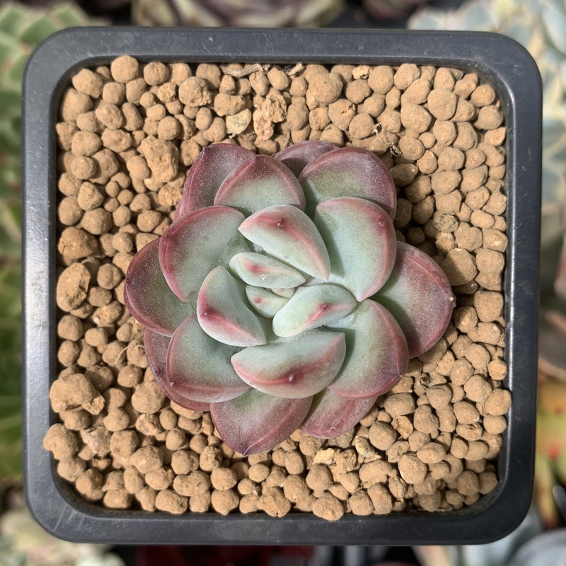 chubby leaf succulents Echeveria 'Chubby Lips' 1" Succulent Plant