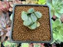 Haworthia Maughanii sp. 1" Succulent Plant