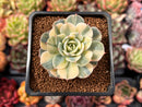 Echeveria 'Bluette' Variegated 2" Succulent Plant