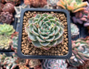 Echeveria 'Chocotop' New Hybrid 2" Succulent Plant