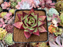 Echeveria Agavoides 'Maria' 3" Succulent Plant