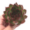 Echeveria Agavoides 'Rubra' 2"-3" Succulent Plant