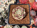 Echeveria Selected Hybrid 1"-2" Succulent Plant