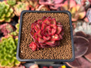 Echeveria 'Schneider' 1"-2" Succulent Plant
