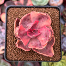 Echeveria 'Golden State' Variegated 2" Succulent Plant