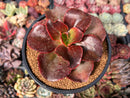 Echeveria 'Pappys Rose' 4" Selected Clone Succulent Plant