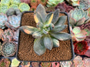 Pachyveria 'Oviferum Shireiden' Variegated 2" Succulent Plant