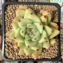 Echeveria Agavoides 'Maria' 2" Succulent Plant