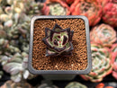 Echeveria Agavoides 'Black Ebony' 1" *Cutting* Succulent Plant
