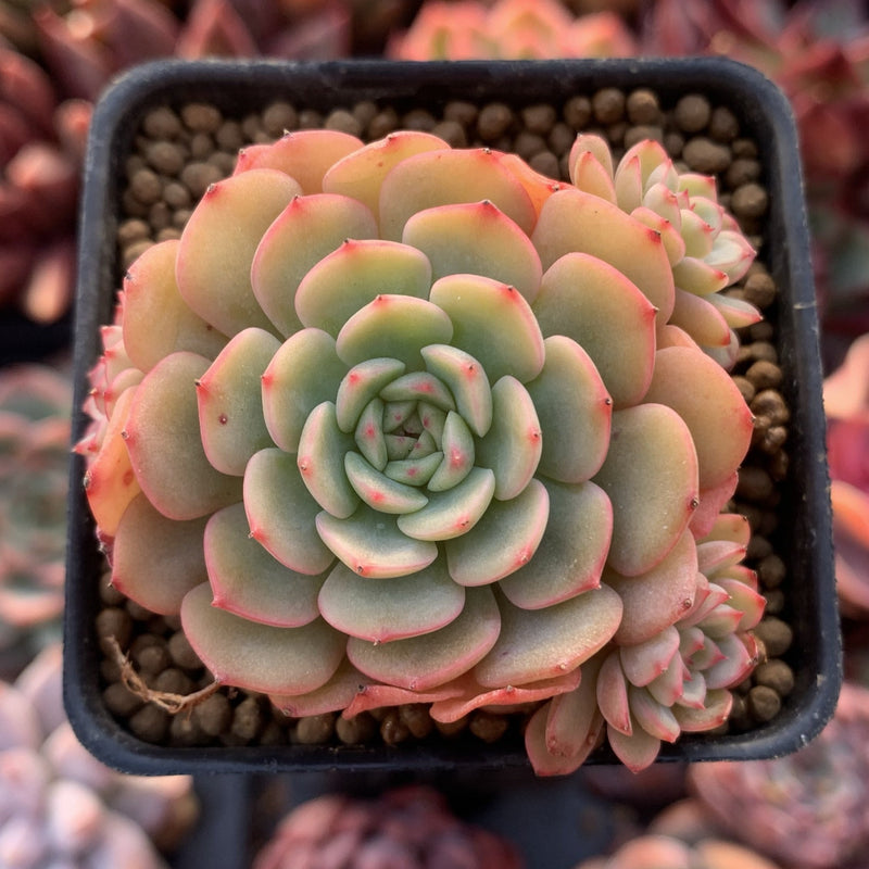 sugar succulents Echeveria 'Sugar Baby' 1” Rare Succulent Plant
