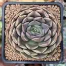 Echeveria 'Maroon Hill' 2" Succulent Plant