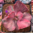 Echeveria 'Suyon Frill' Variegated 3" Succulent Plant