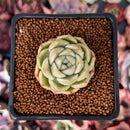 Echeveria 'Cream Smoothie' 1" Succulent Plant