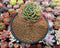 Echeveria 'Esmerelda' 4" Old Specimen Succulent Plant