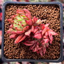 Echeveria Agavoides 'Rainstar' Crested 2" Succulent Plant