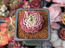 Echeveria 'Charles Rose' 1" Succulent Plant