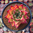 Echeveria Agavoides 'Ebony' 3" Succulent Plant