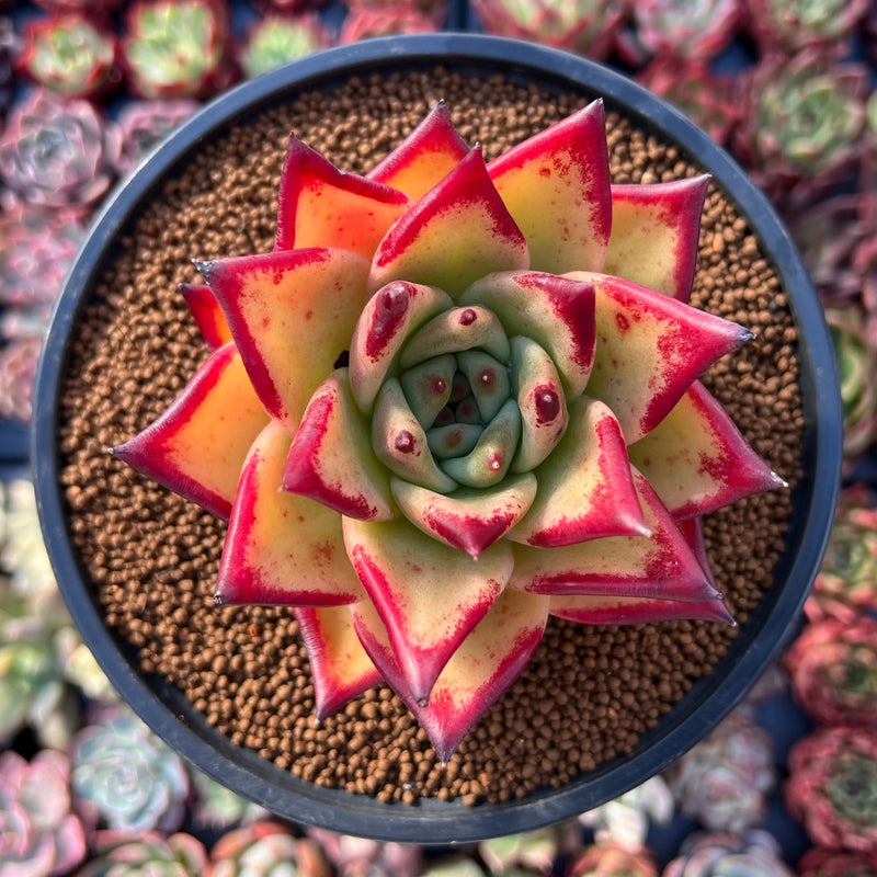 ebony succulent Echeveria Agavoides 'Ebony' 3" Succulent Plant – True Succulents Plant Co