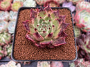 Echeveria Agavoides 'Sarabony' 2" (Seed Grown) Succulent Plant