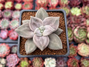 Echeveria 'Xichuensis' 2" Succulent Plant